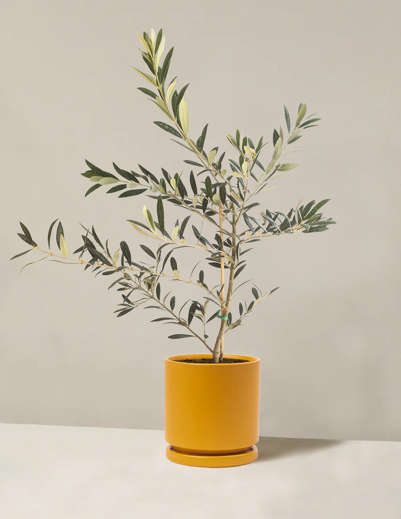 The Sill Small Potted Plant